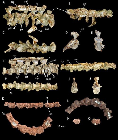 Позвонки халажаизуха.