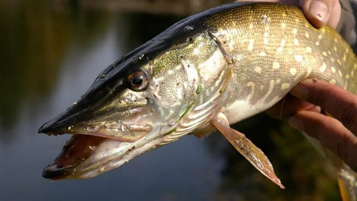 Яндекс картинки