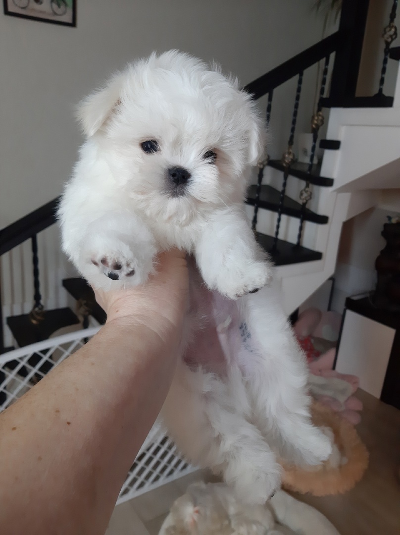 Наши щенки ждут своих новых хозяев🥰🥰🥰