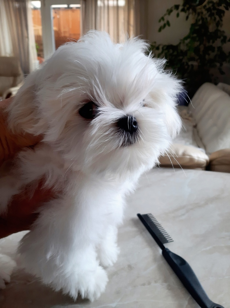 Наши щенки ждут своих новых хозяев🥰🥰🥰