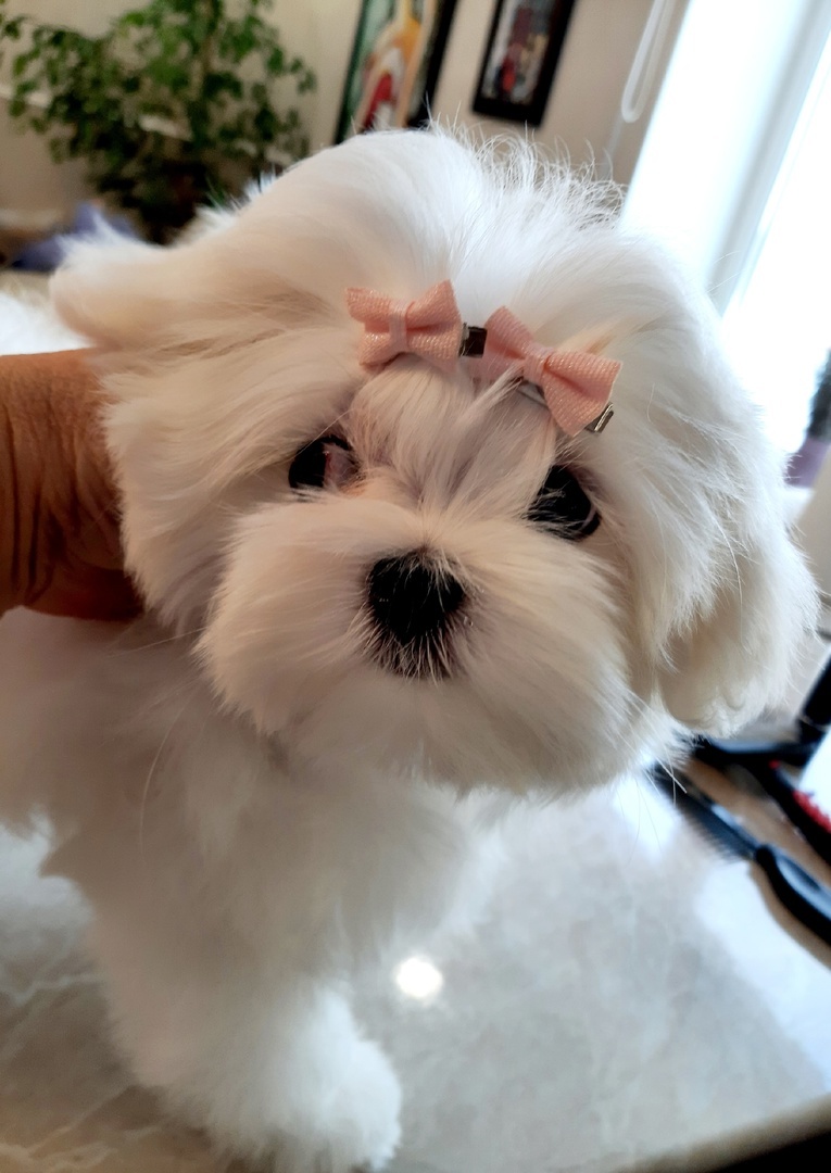 Наши щенки ждут своих новых хозяев🥰🥰🥰