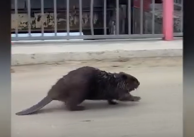     В Зеленогорске местные жители сняли бобра на дороге