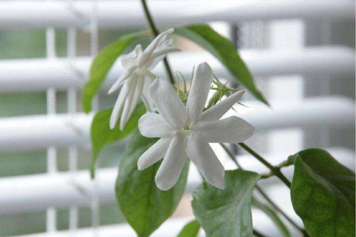    Фото: ТГ-канал «Дендропарк ЕКБ»