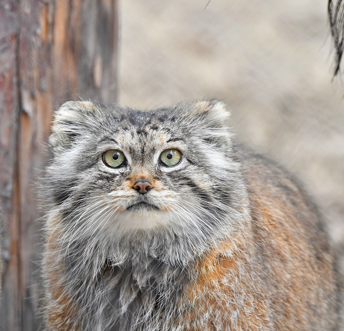 (с) Денис Маликов. Манул похож на сказочного персонажа, а не на дикого кота. 