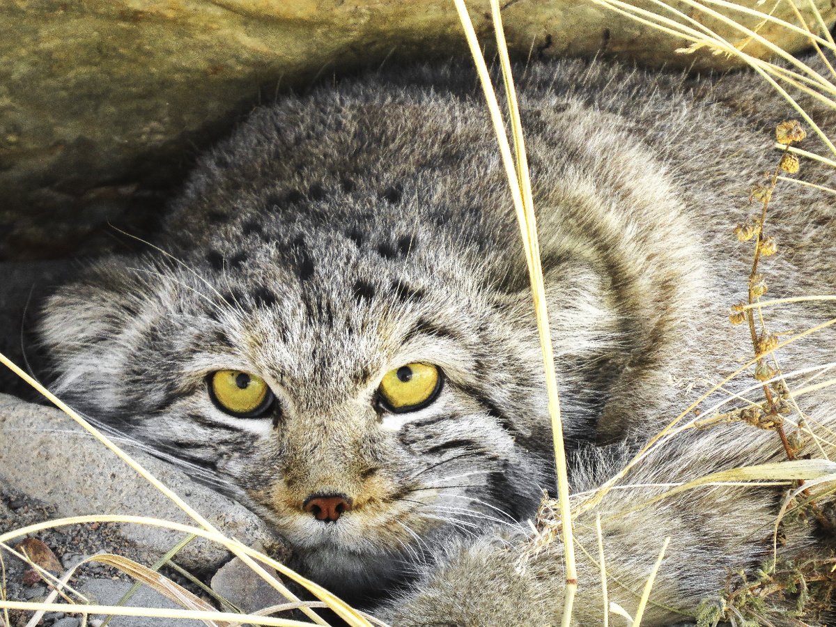 (с) Денис Маликов. А таков взгляд манула в дикой природе Алтая. Настороженыйи аггрессивный 