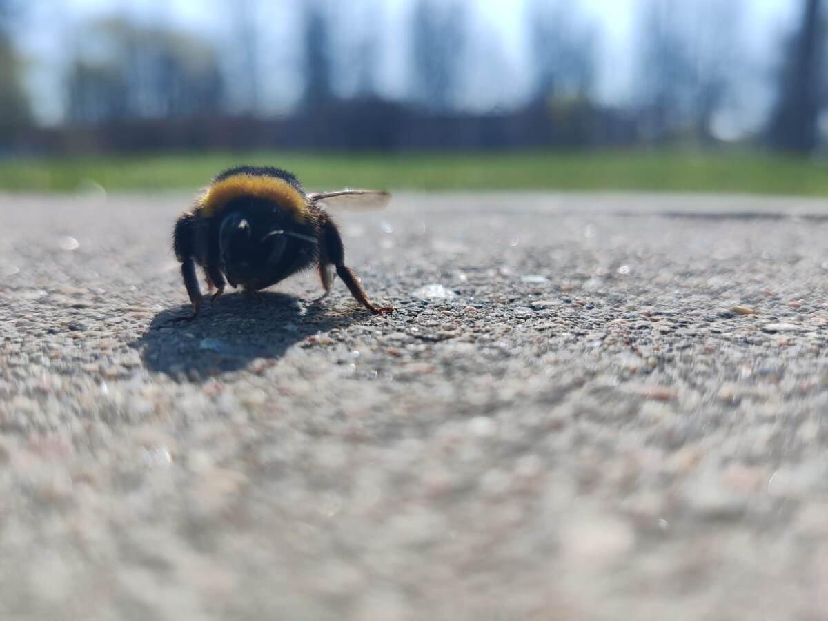 Мохнатый шмель