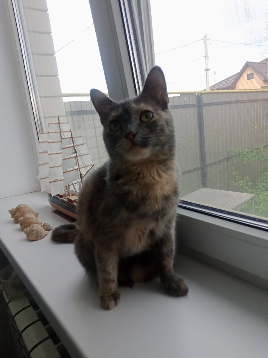 "Спала себе на окне, никого не трогала. Чего разбудила?"