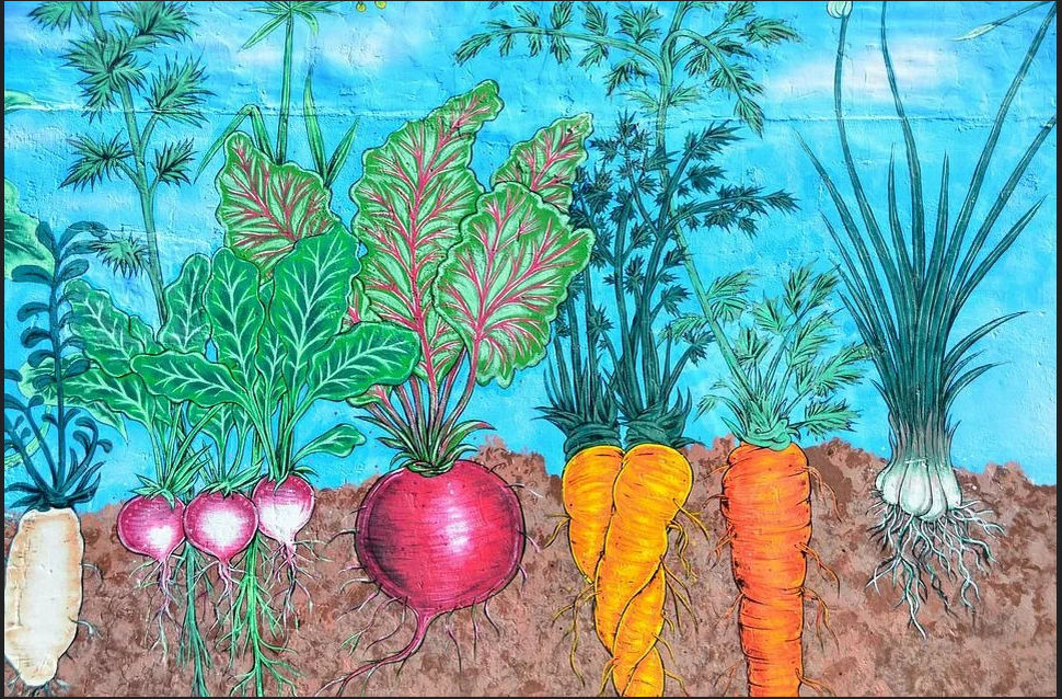 Корнеплоды