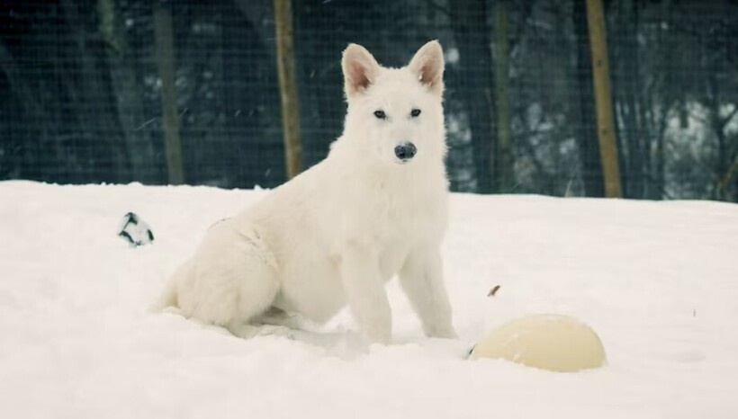    Миф, ставший реальностью: ученые воскресили лютоволков