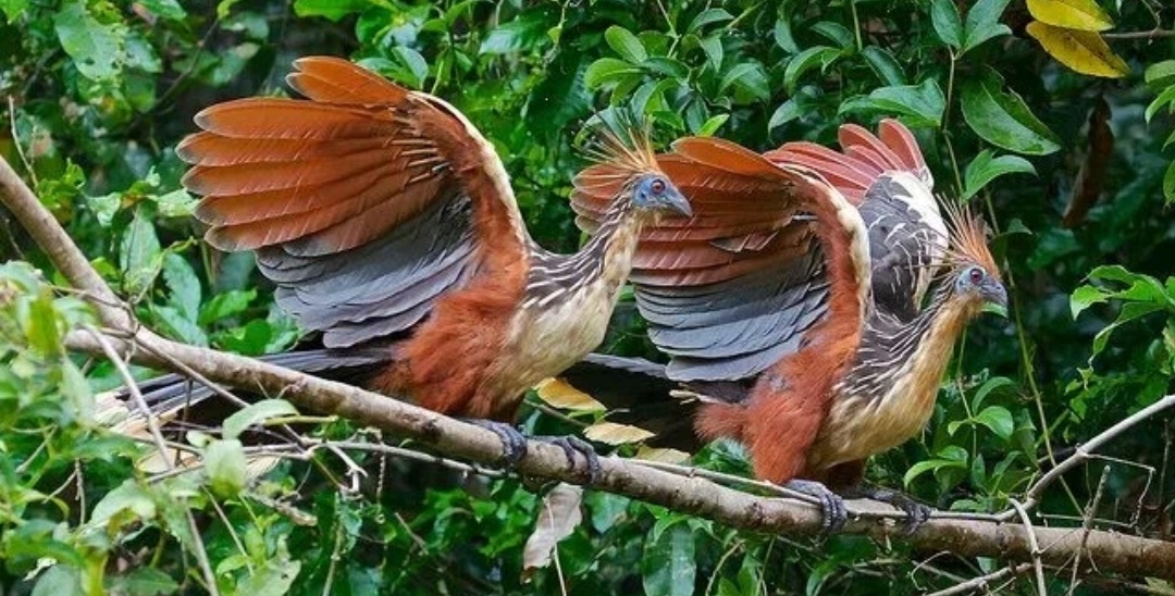 Собрание наркоманов.