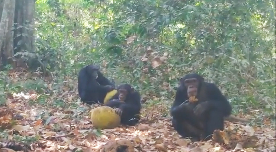   Anna C. Bowland et al. / Current Biology, 2025