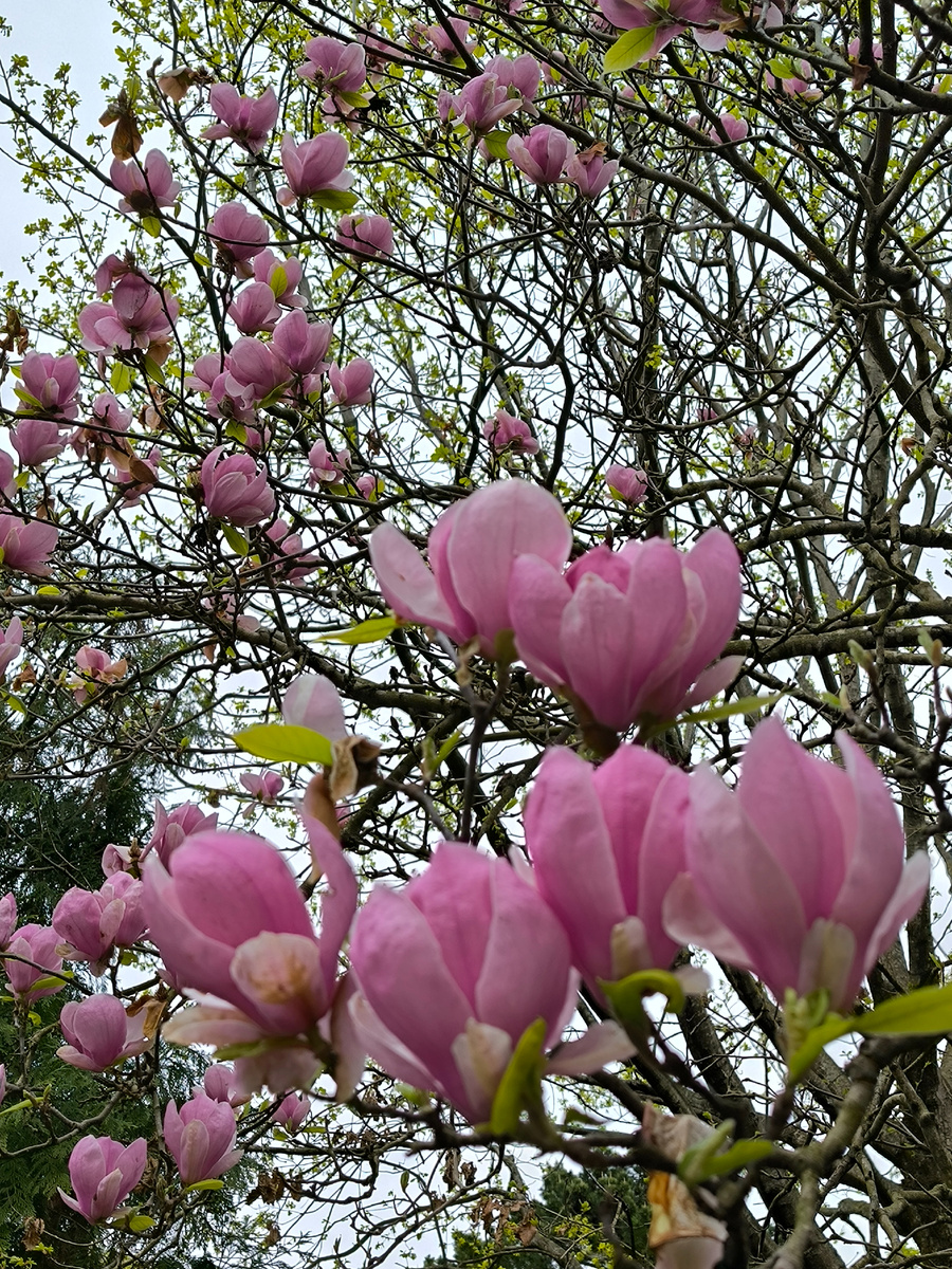 Магнолия Суланжа