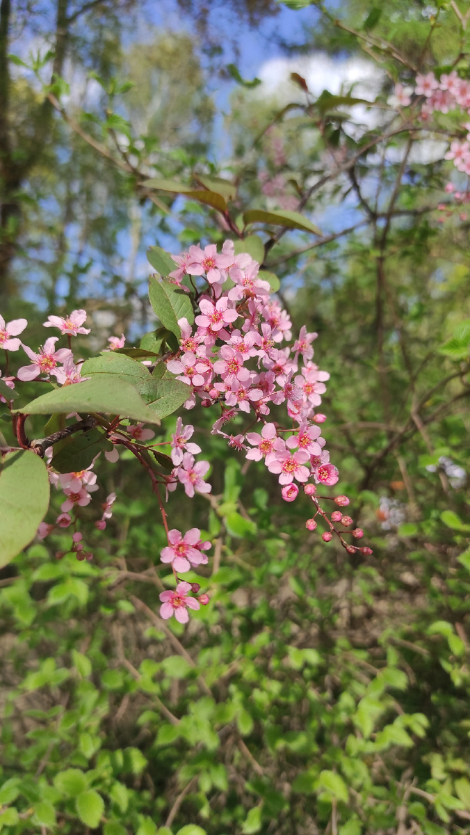 Остатки сакуры