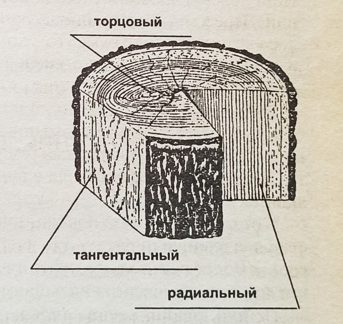 Первая основа основ столярного дела