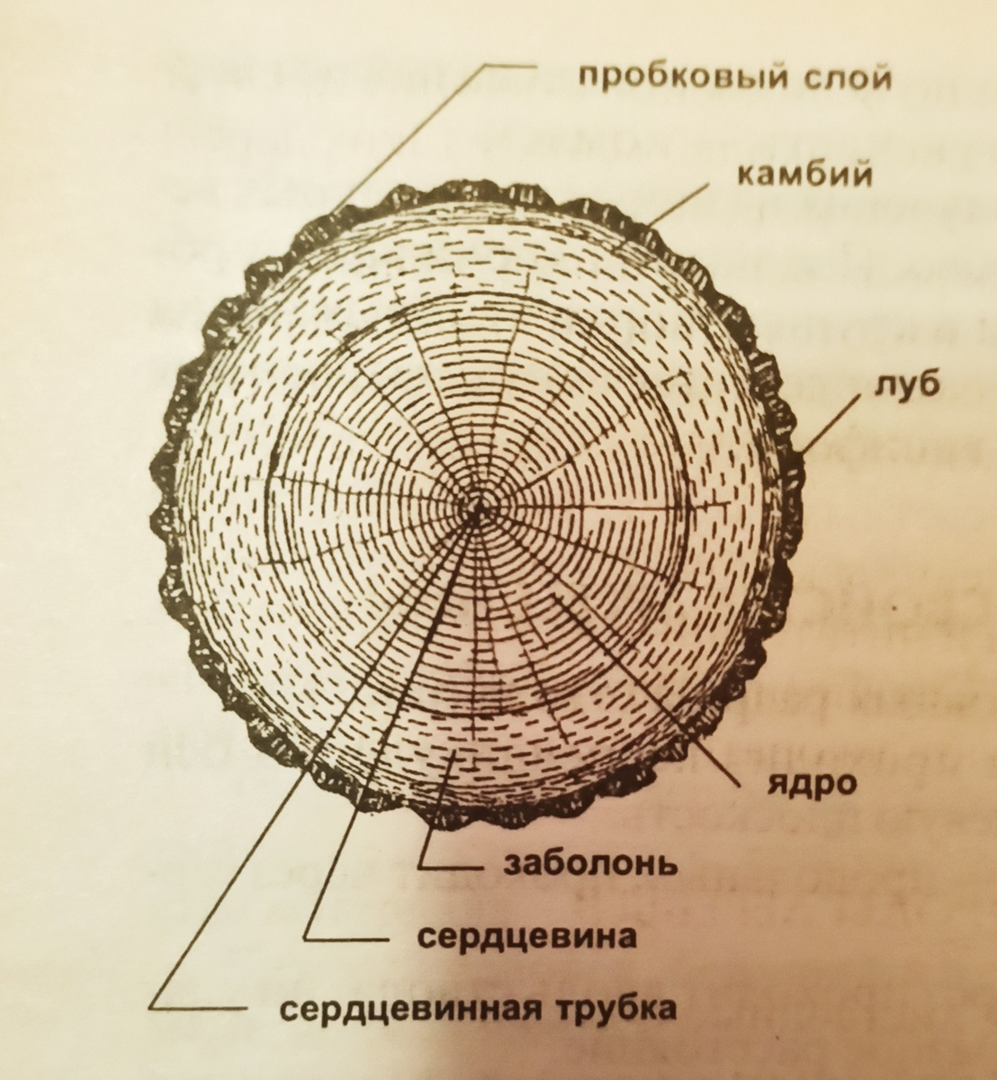 Строение древесины в разрезе ствола