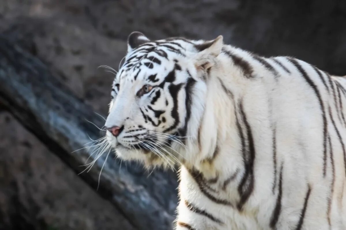    Запашный: напавшего на работника зоопарка в Мариуполе тигра оставят в живых