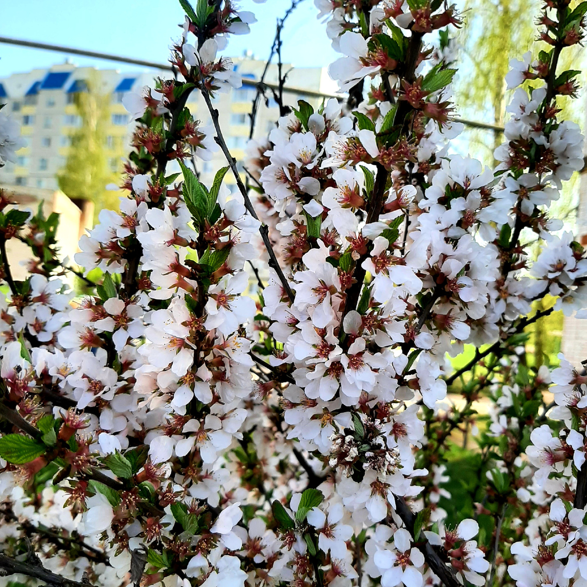 Мценск в цвету