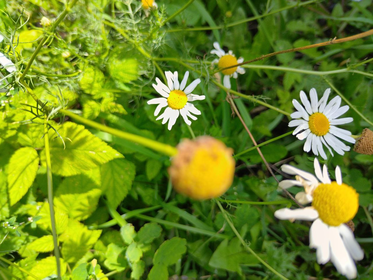 Фото автора.