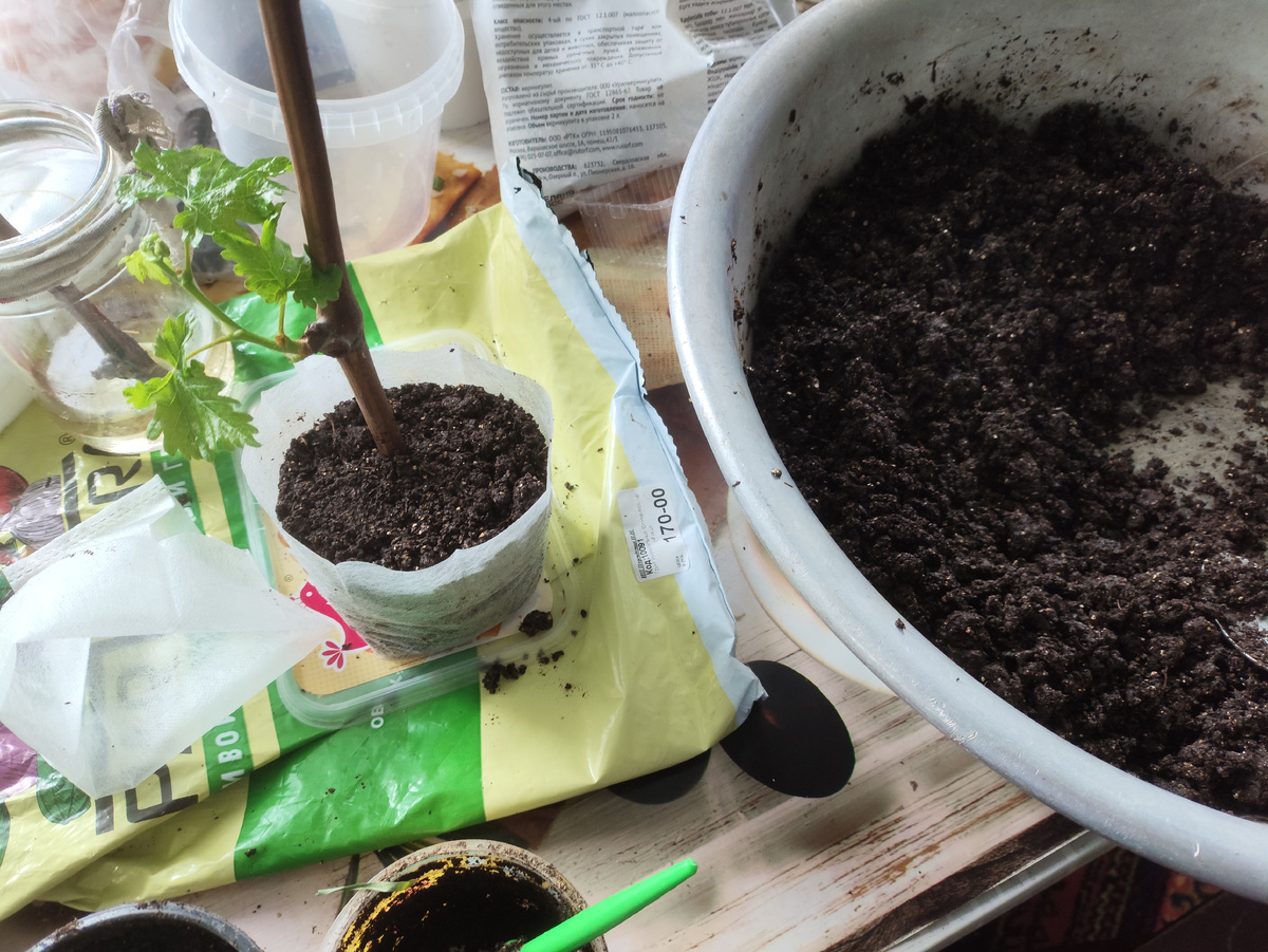 Процесс посадки винограда