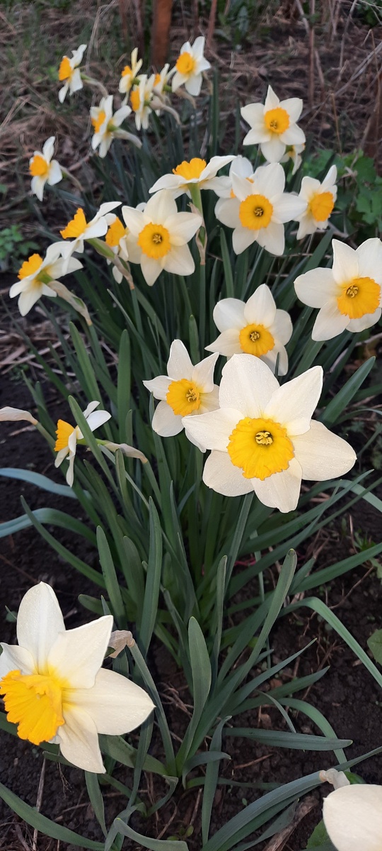 У нас лето в середине весны, днем +27, все в шортиках... 😁, но уже через пять дней наступит зима: днем +6, ночью 0 и снег 😪