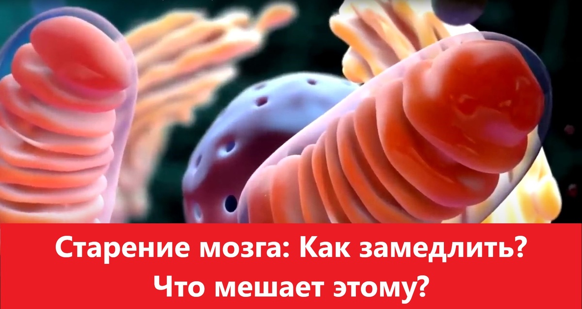 Старение мозга: Как замедлить?