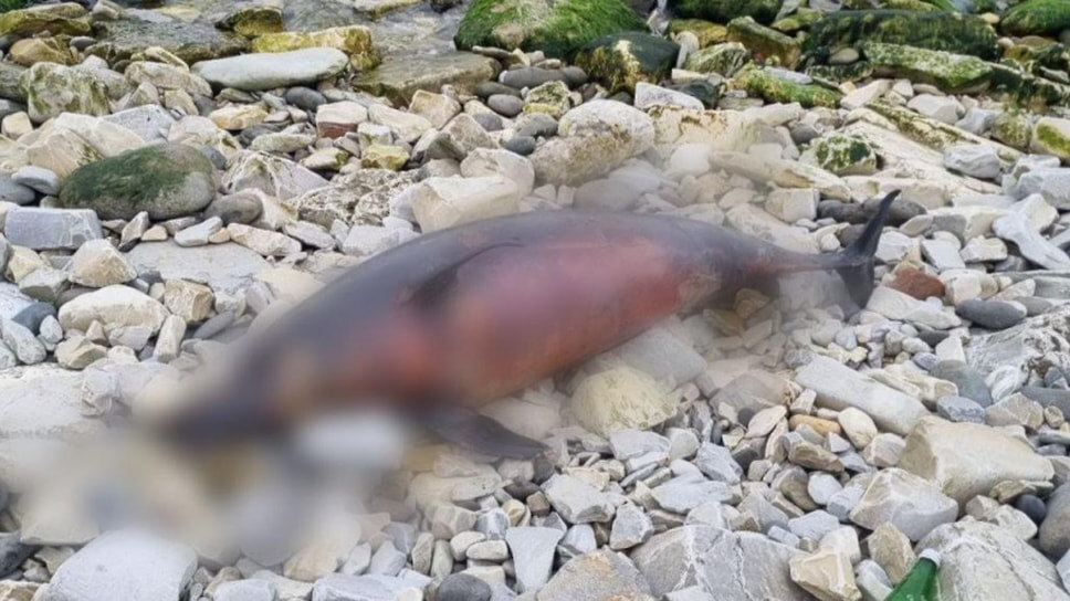 Фото: Telegram-канал ЧП Новороссийск