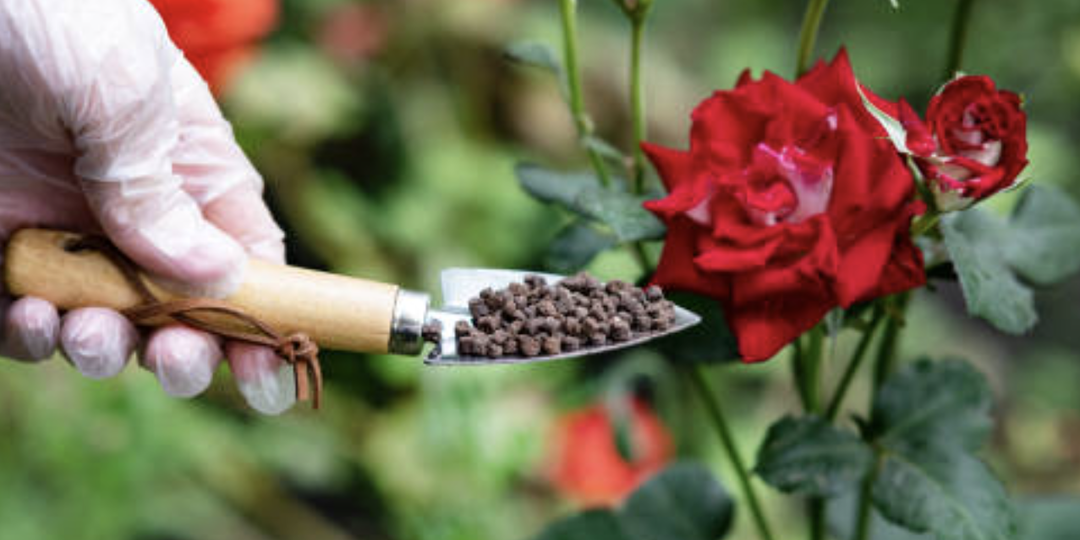Подкормки для роз: график и меню на весь сезон.