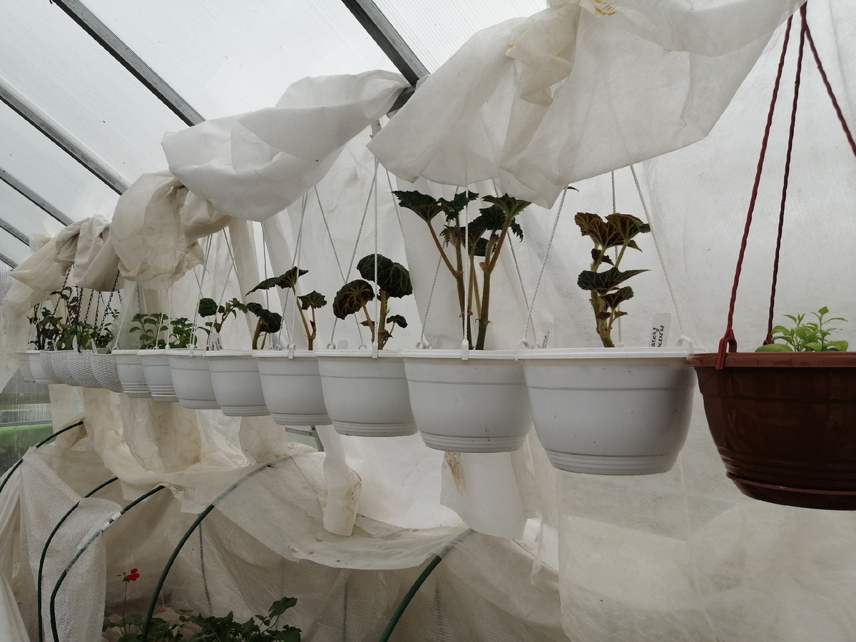 Это малюсенькая часть подвесных кашпо