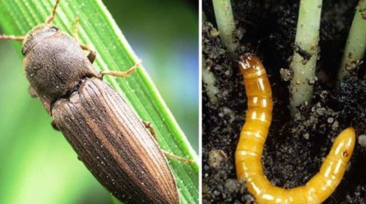 Чем обработать картошку от проволочника по советам экспертов