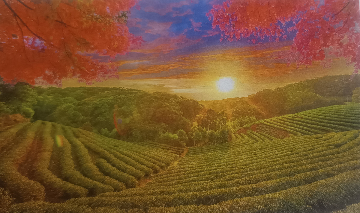  А китайцы, которые открыли миру секрет чая( в Индии и на Цейлоне чайные кусты стали выращивать намного позднее), считают его настоящим эликсиром здоровья и долгожительства.