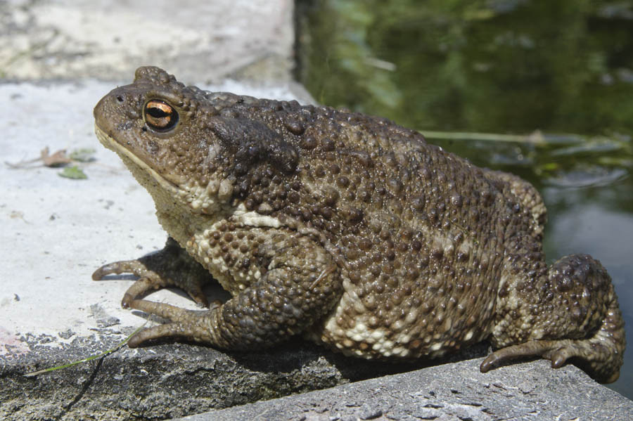 Фото из поисковой системы Яндекс