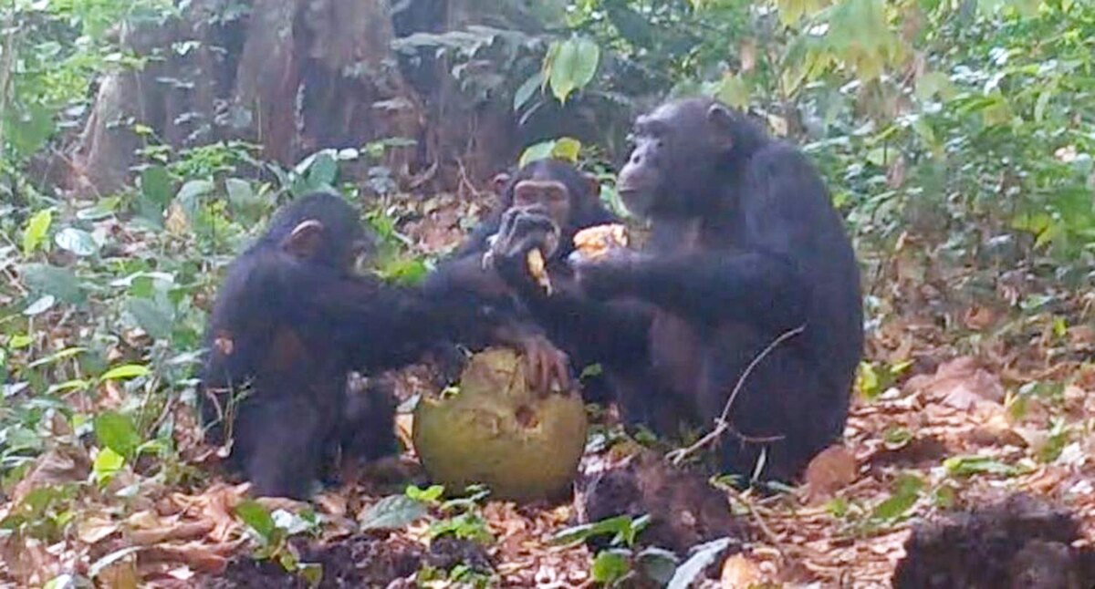    фото:Anna Bowland / Cantanhez Chimpanzee Project / University of Exeter