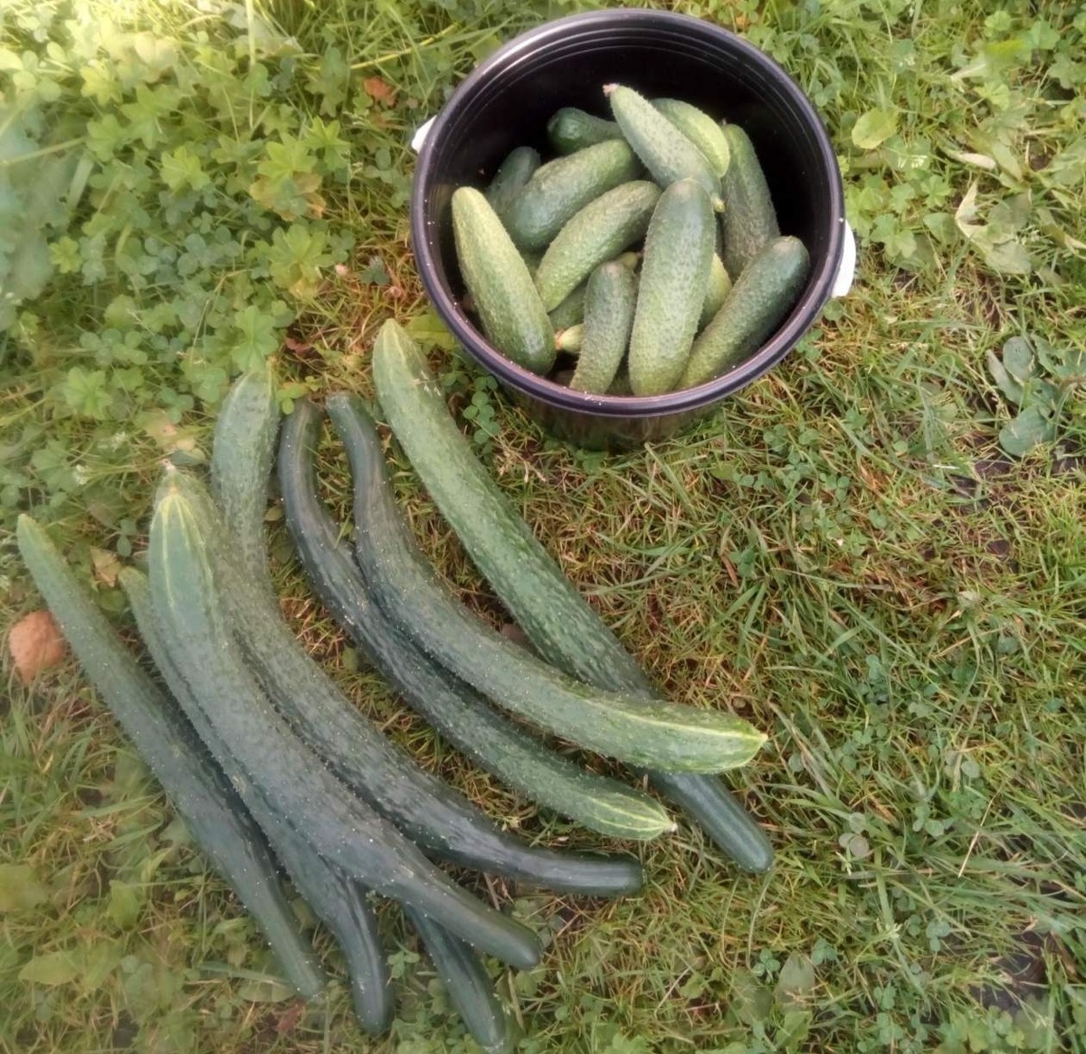 "Китайцы". Мои.