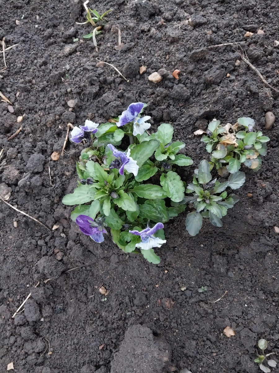 Анютины глазки.