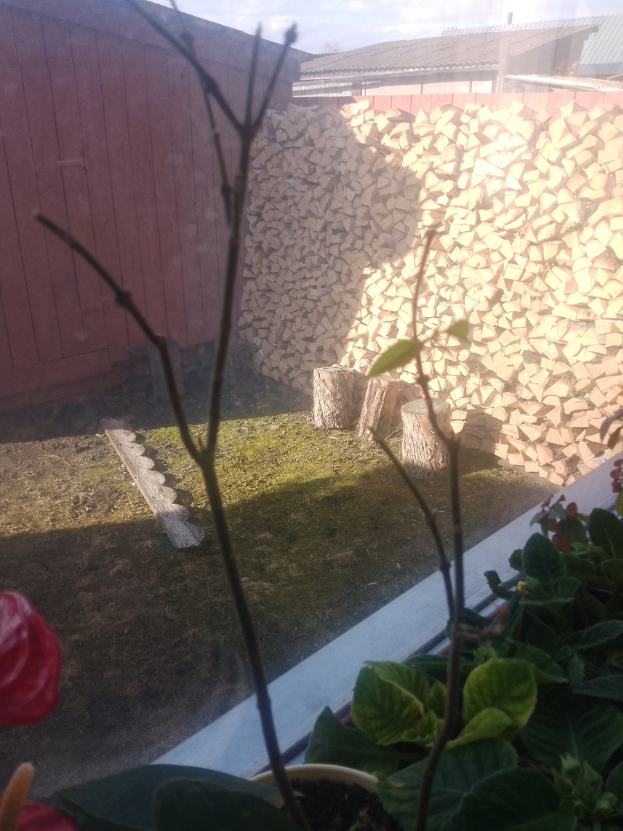 Клеродендрум Томпсона просыпается от спячки