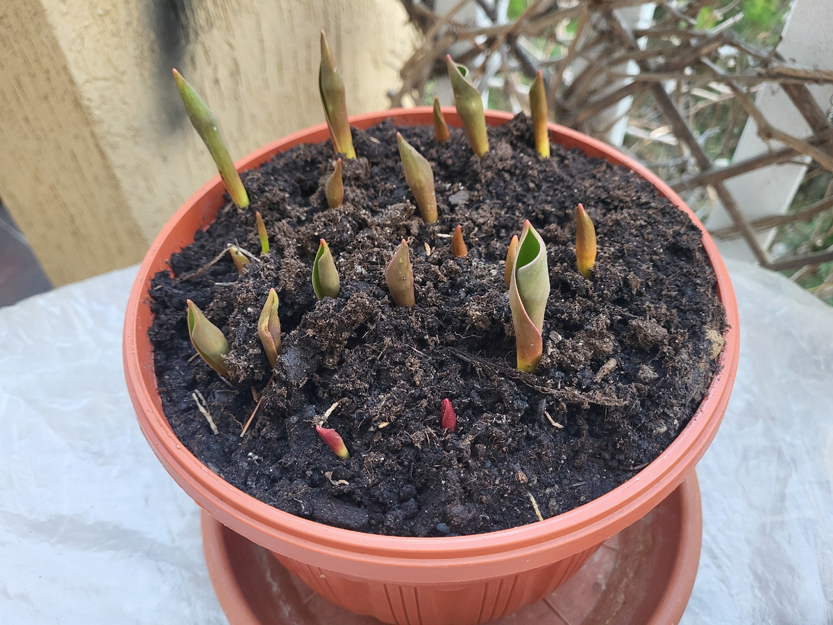 23 марта 2025 - кашпо с тюльпанами, выкопанный из земли.