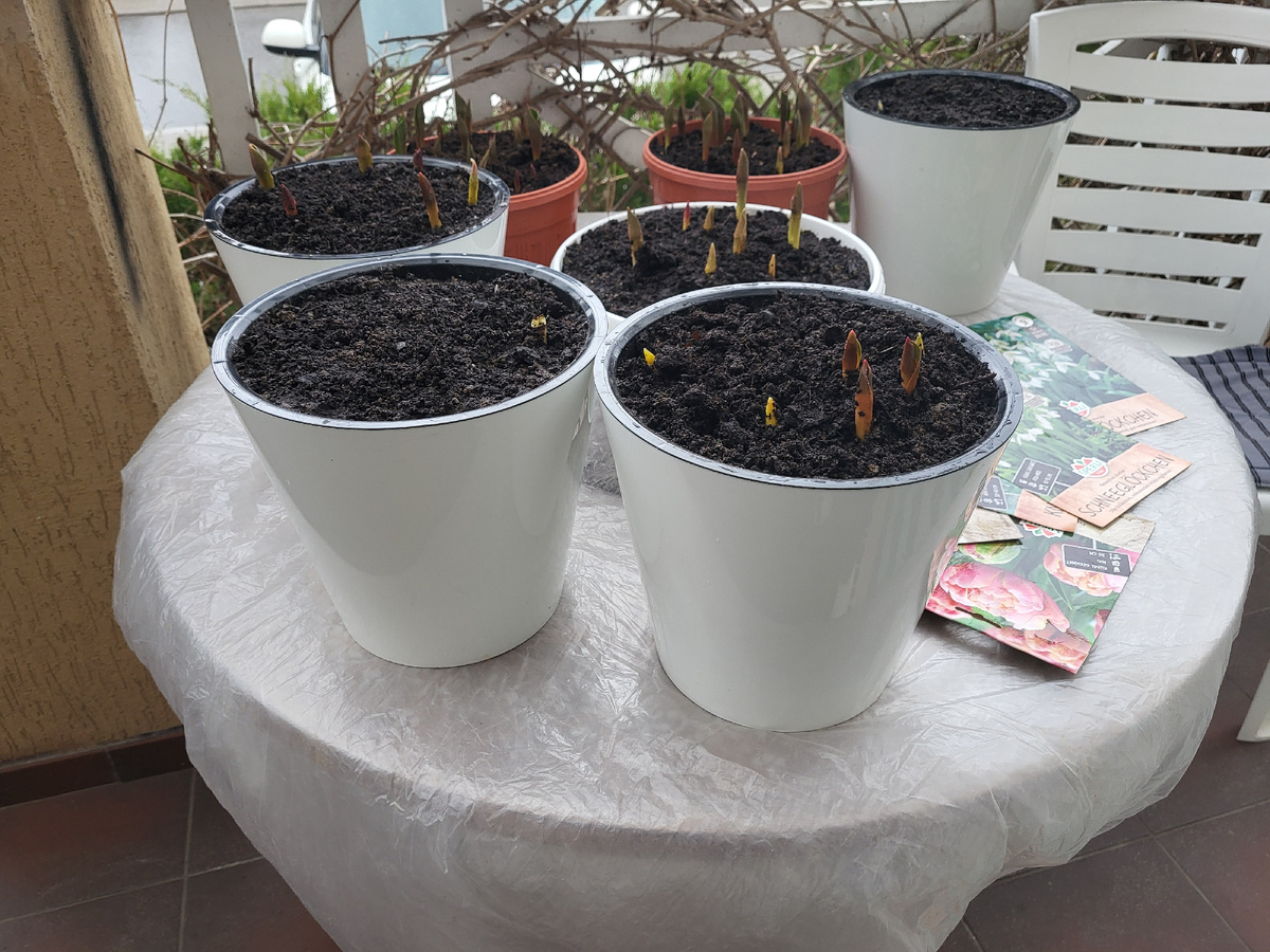 Выкопала все кашпо из земли. Где-то луковицы проклюнулись, а где-то еще нет.