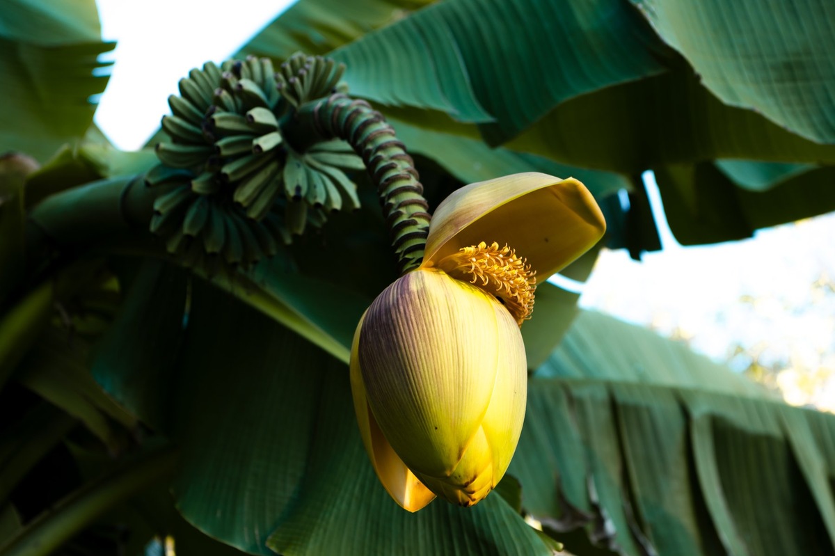 Бананы в парке «Южные культуры» на федеральной территории Сириус