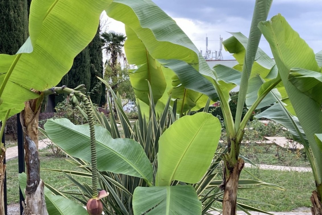 Банан перемещающийся Musa itinerans Cheesman в парке «Южные культуры»