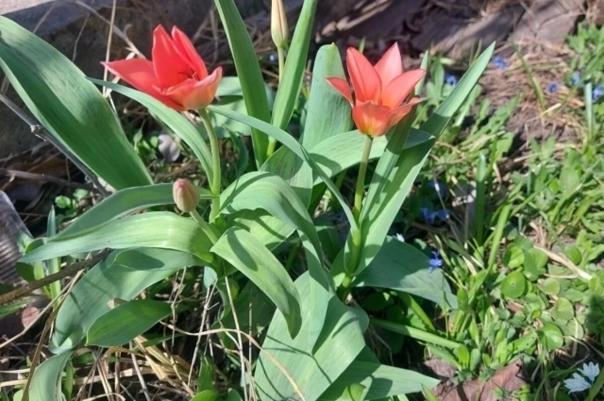    В Туле зафиксирован седьмой с начала апреля температурный рекорд