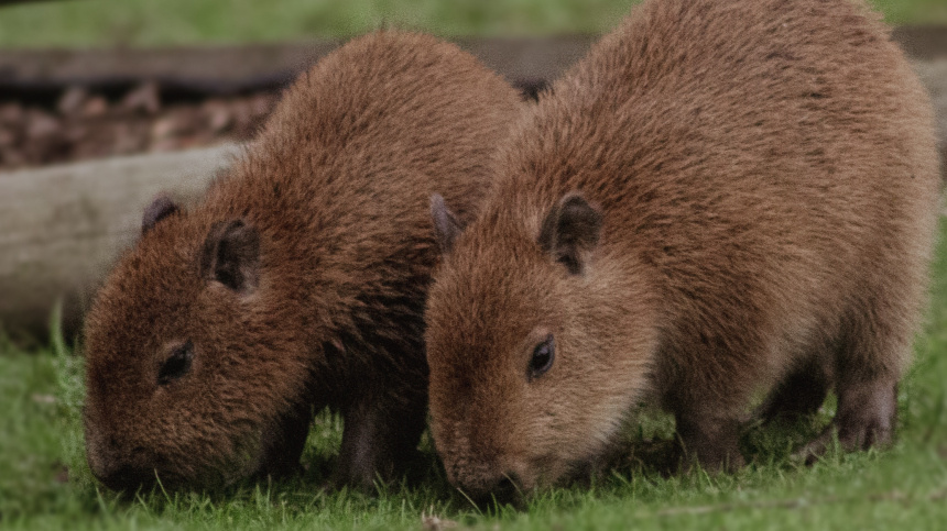    Фото: www.globallookpress.com/Cover Images; 5-tv.ru