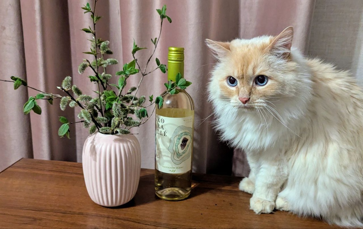 Голубоглазик