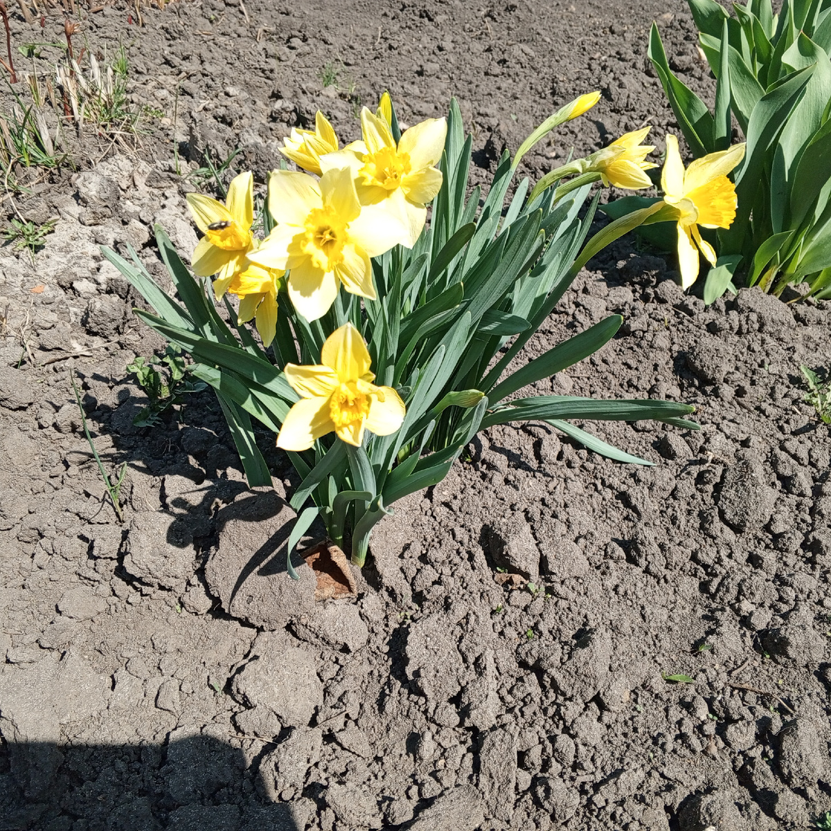 Очень люблю жёлтые нарциссы! 