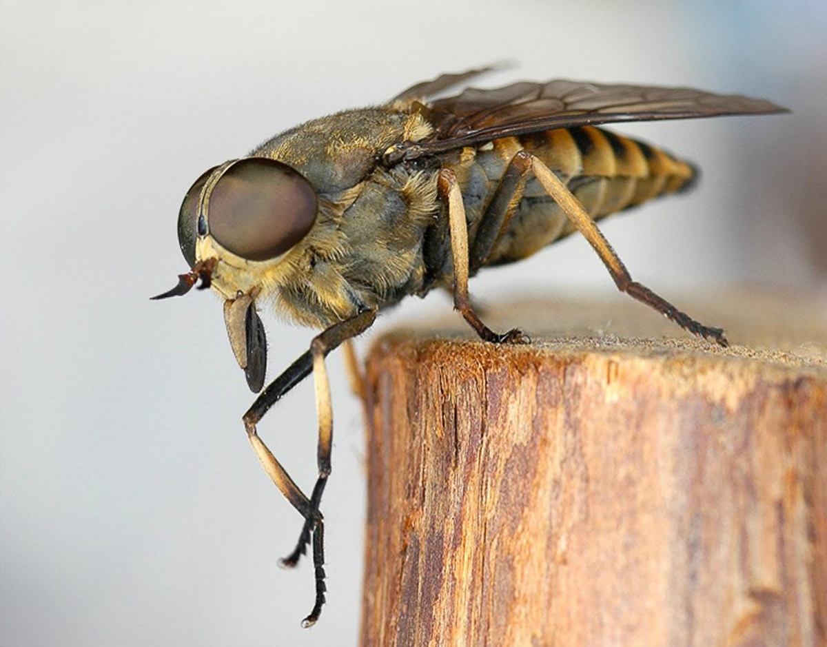 Овод. Фото взято из открытого доступа Яндекс Картинки.
