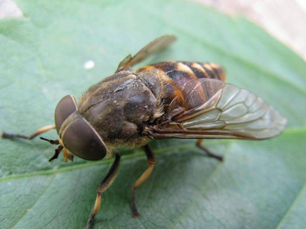 Фото взято из открытого доступа Яндекс Картинки.