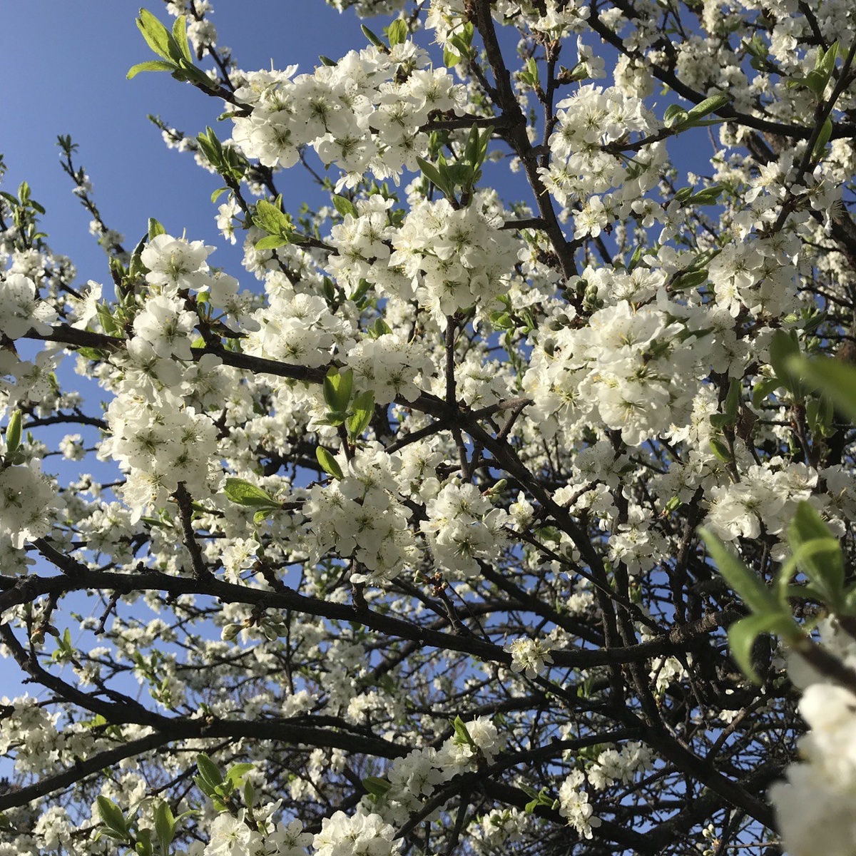 Фото автора. Цветущая слива