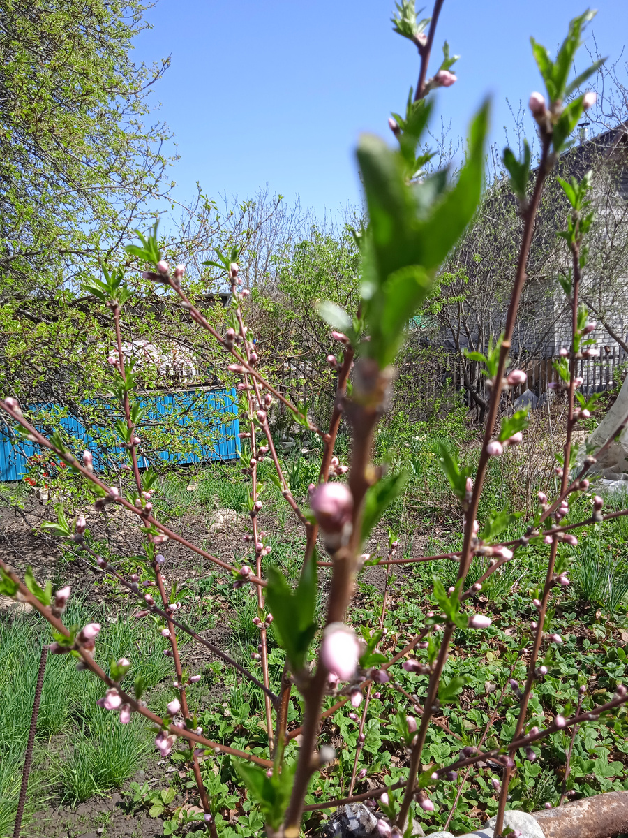Фото автора канала. Персик цветёт. 