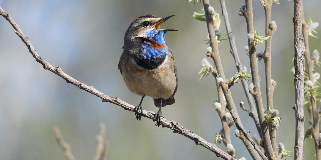К нам прилетели варакушки, мы скучали