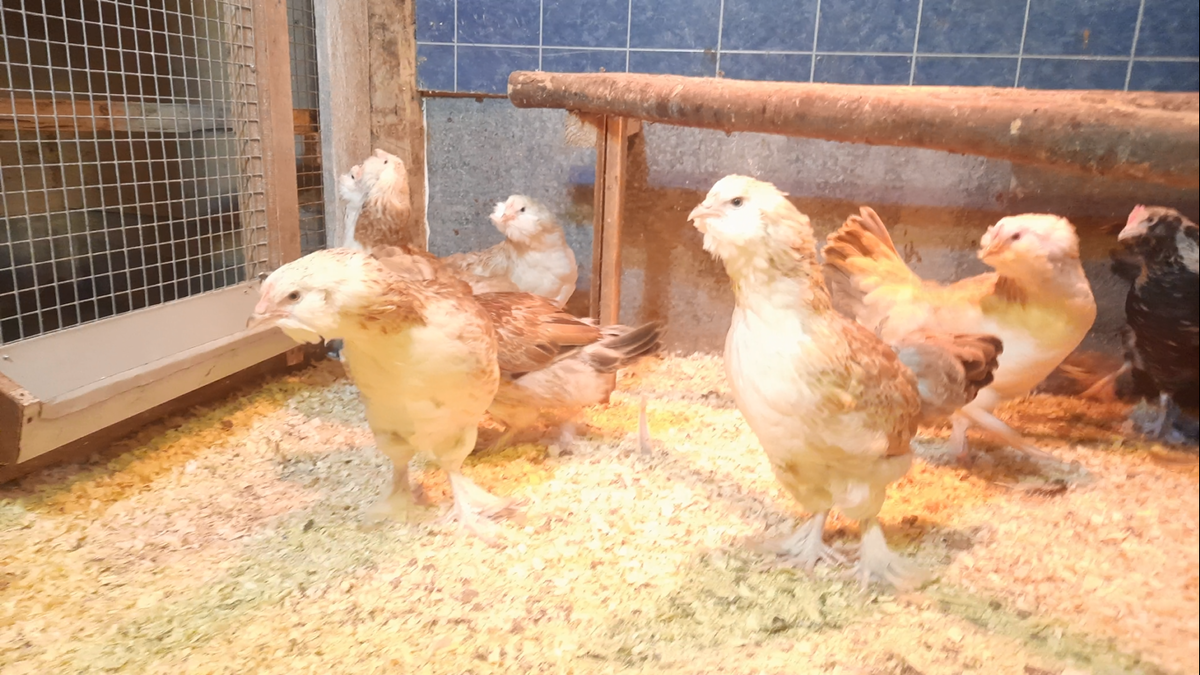 Молодая семья кур породы Фавероль