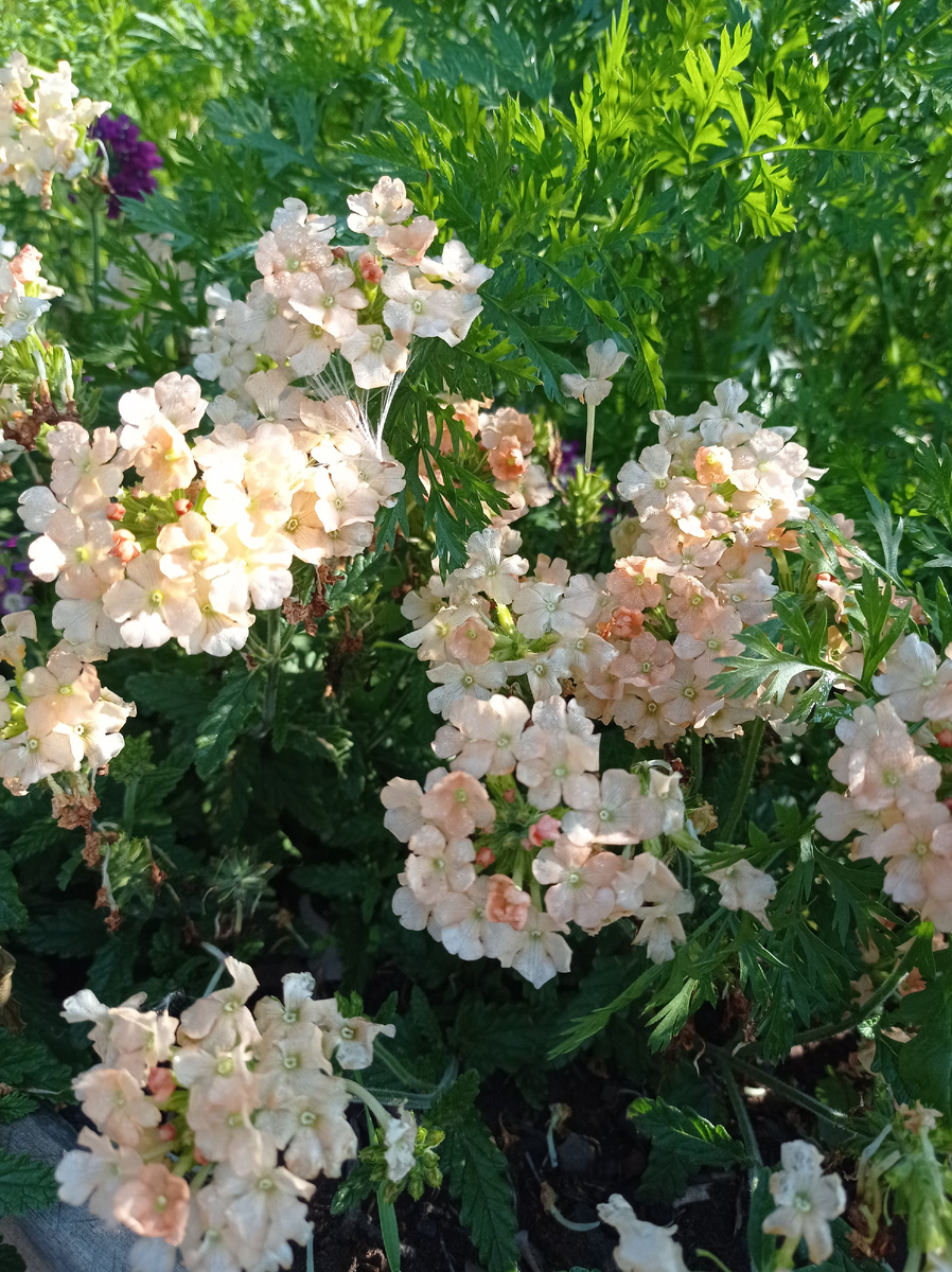 Вербена "Персик и крем" 